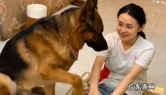对人温柔 为什么德牧的受欢迎程度高