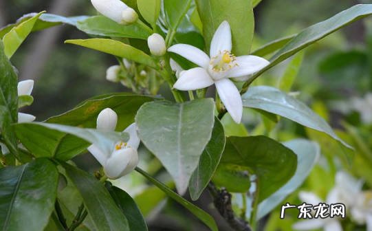 防病虫 冬季植物剪枝有什么好处