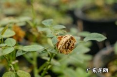 防病虫 冬季植物剪枝有什么好处