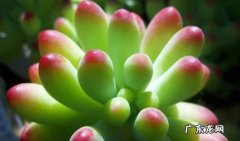 乙女心 哪些多肉植物更容易上色