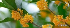 描写桂花的优美句子 描写桂花的优美句子段落