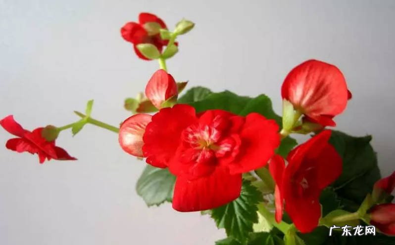 太阳花 新手养花适合养什么花