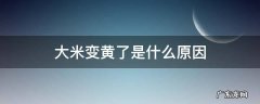 大米变黄的原因 大米变黄了是什么原因