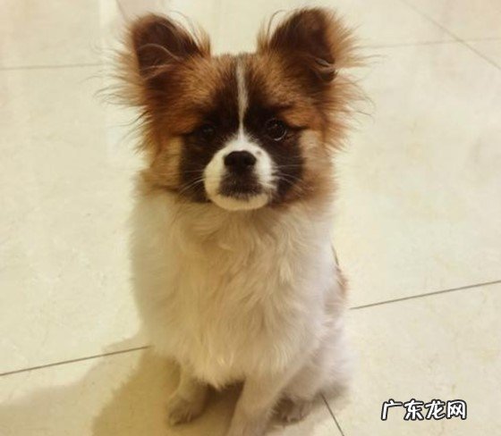 没有遗传病 串串狗的优缺点是什么
