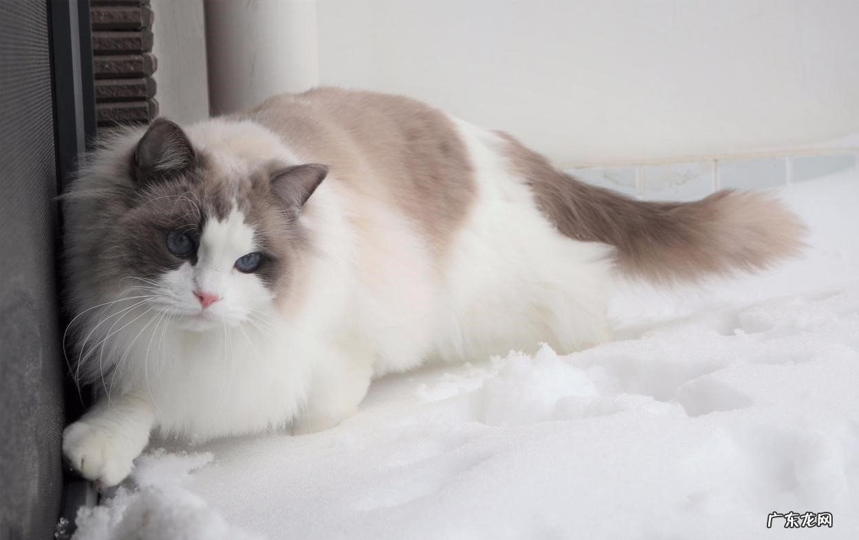 布偶猫 公认的漂亮的猫咪品种有哪些