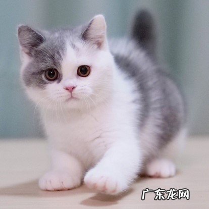 布偶猫 公认的漂亮的猫咪品种有哪些