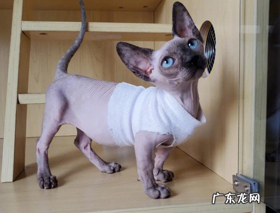 波斯猫 哪些品种的猫咪最贵