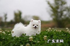 颜值 哪些成为了土狗和宠物狗的区别
