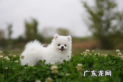颜值 哪些成为了土狗和宠物狗的区别