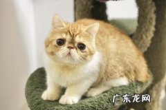 加菲猫 哪些猫养的越久心越累