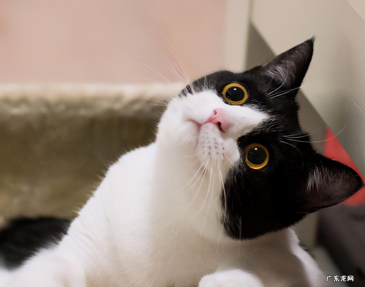 加菲猫 哪些猫养的越久心越累