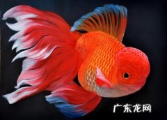 金鱼 有哪些想养的体型小的冷水观赏鱼