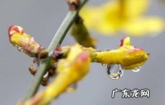 浇水 养迎春花注意的地方