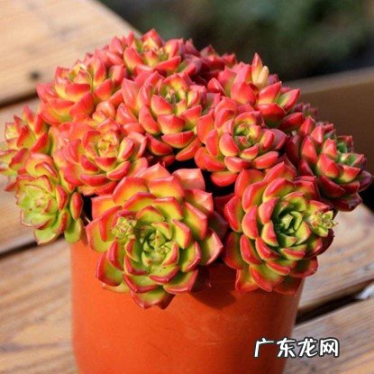 蒂亚 哪些是需要避坑的多肉