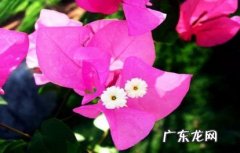 不要伤害到根茎 三角梅换盆要注意什么
