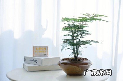 惠兰 哪些植物最怕晒太阳