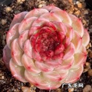 天鹅绒 哪些高颜值的多肉适合新手