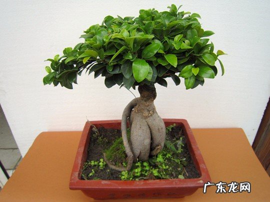 牡丹花 大花盆适合什么花