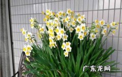 做好温度控制 如何让水仙花开很长时间