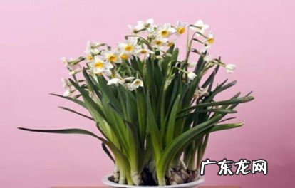 挥发芳香油 水仙花为什么会这么香