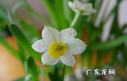 挥发芳香油 水仙花为什么会这么香