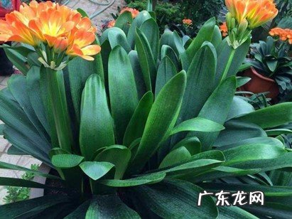 光照 秋冬养君子兰不能少什么