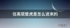 住高层壁虎是怎么进来的 住高层家里为什么有壁虎