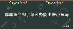 下章鱼 鹦鹉鱼产卵了怎么办能出来小鱼吗