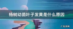 杨树苗叶子发黄是怎么回事 杨树幼苗叶子发黄是什么原因