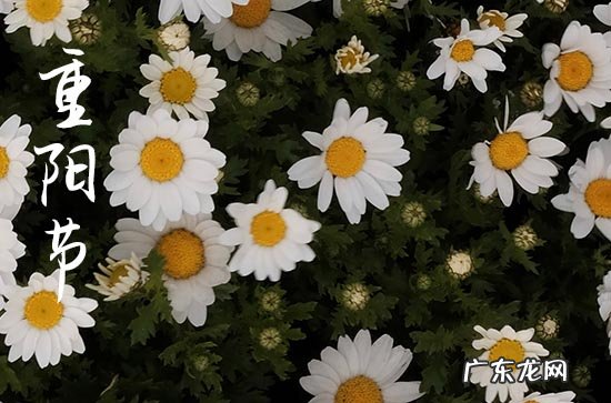 2023年九月九是什么日子 2023重阳节是哪天