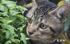 狸花猫 什么品种的猫咪最好养