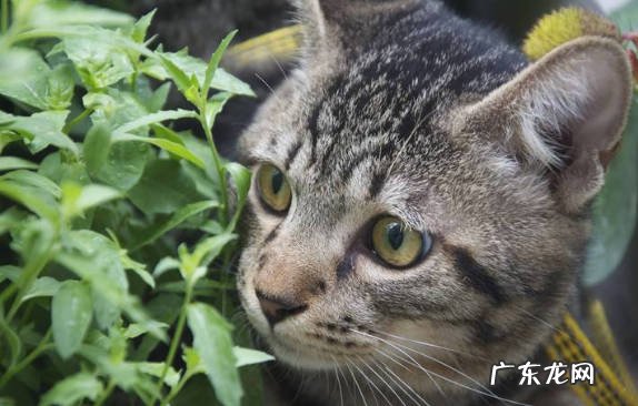 狸花猫 什么品种的猫咪最好养