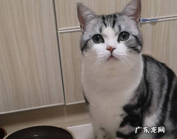 狸花猫 什么品种的猫咪最好养