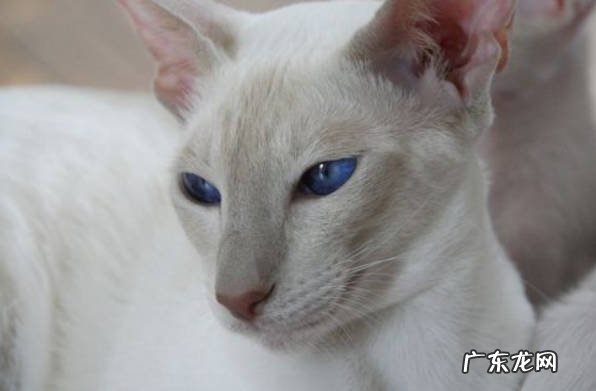 狸花猫 什么品种的猫咪最好养