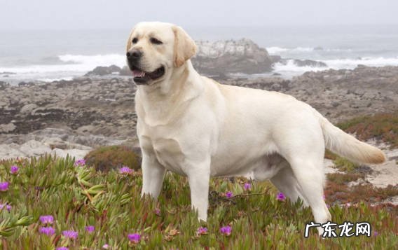 昆明犬 哪些忠诚的狗狗只认一个主人