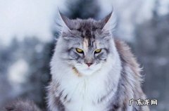 缅因猫 好养活的猫咪品种是什么