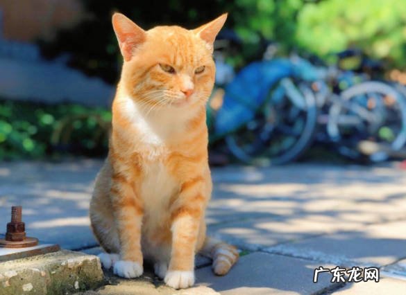 缅因猫 好养活的猫咪品种是什么