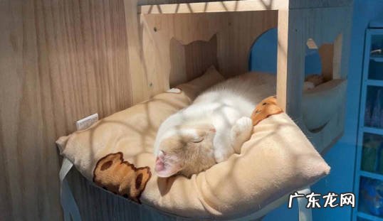 挑选健康的 新手养猫的注意事项是什么