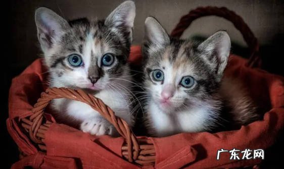 挑选健康的 新手养猫的注意事项是什么
