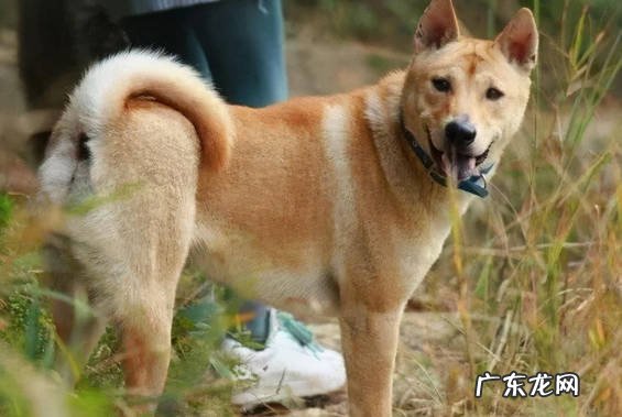 巴哥犬 最省心的宠物狗是什么