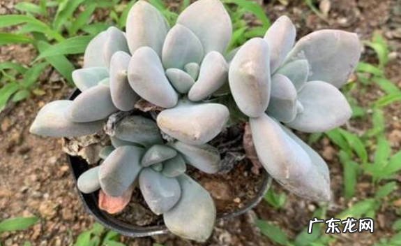 补充营养 冬美人掉叶子怎么办