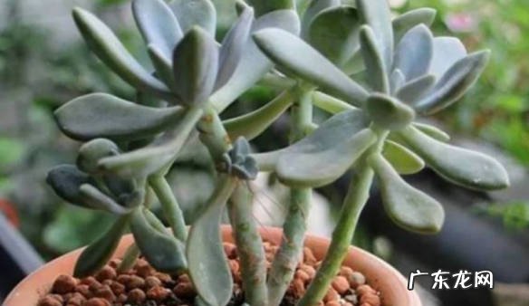 补充营养 冬美人掉叶子怎么办