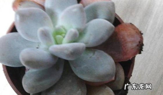 补充营养 冬美人掉叶子怎么办