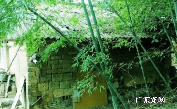 影响房屋采光 竹子为什么不能种屋后