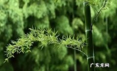 影响房屋采光 竹子为什么不能种屋后