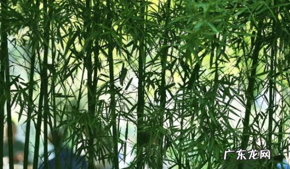 影响房屋采光 竹子为什么不能种屋后