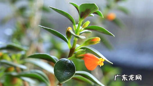 海豚花 哪些开花植物适合养在室内
