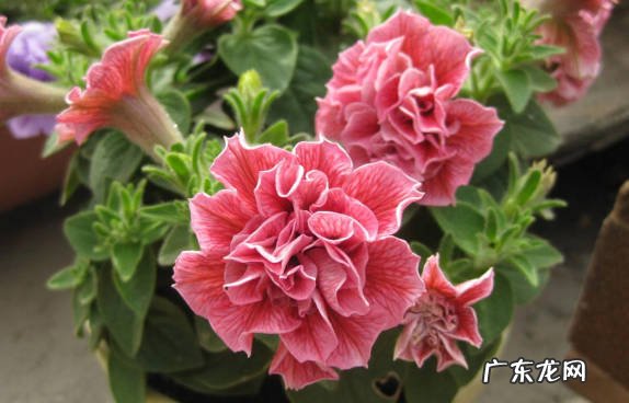 风铃花 哪些植物花谢后不会在开