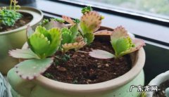 防病虫 新买的落地生根怎么养