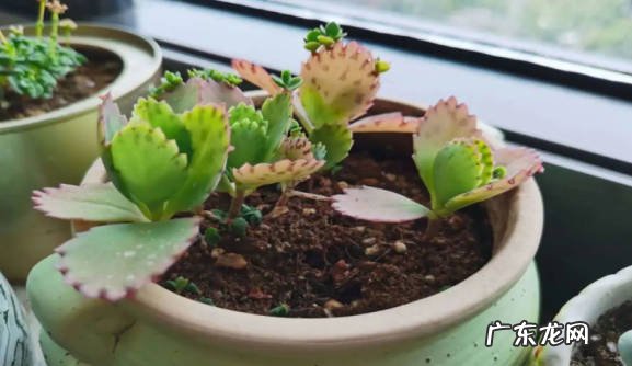 防病虫 新买的落地生根怎么养